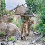 LION KINGS: Big Cats Get A New Rocky Landscape In Worlds Oldest…