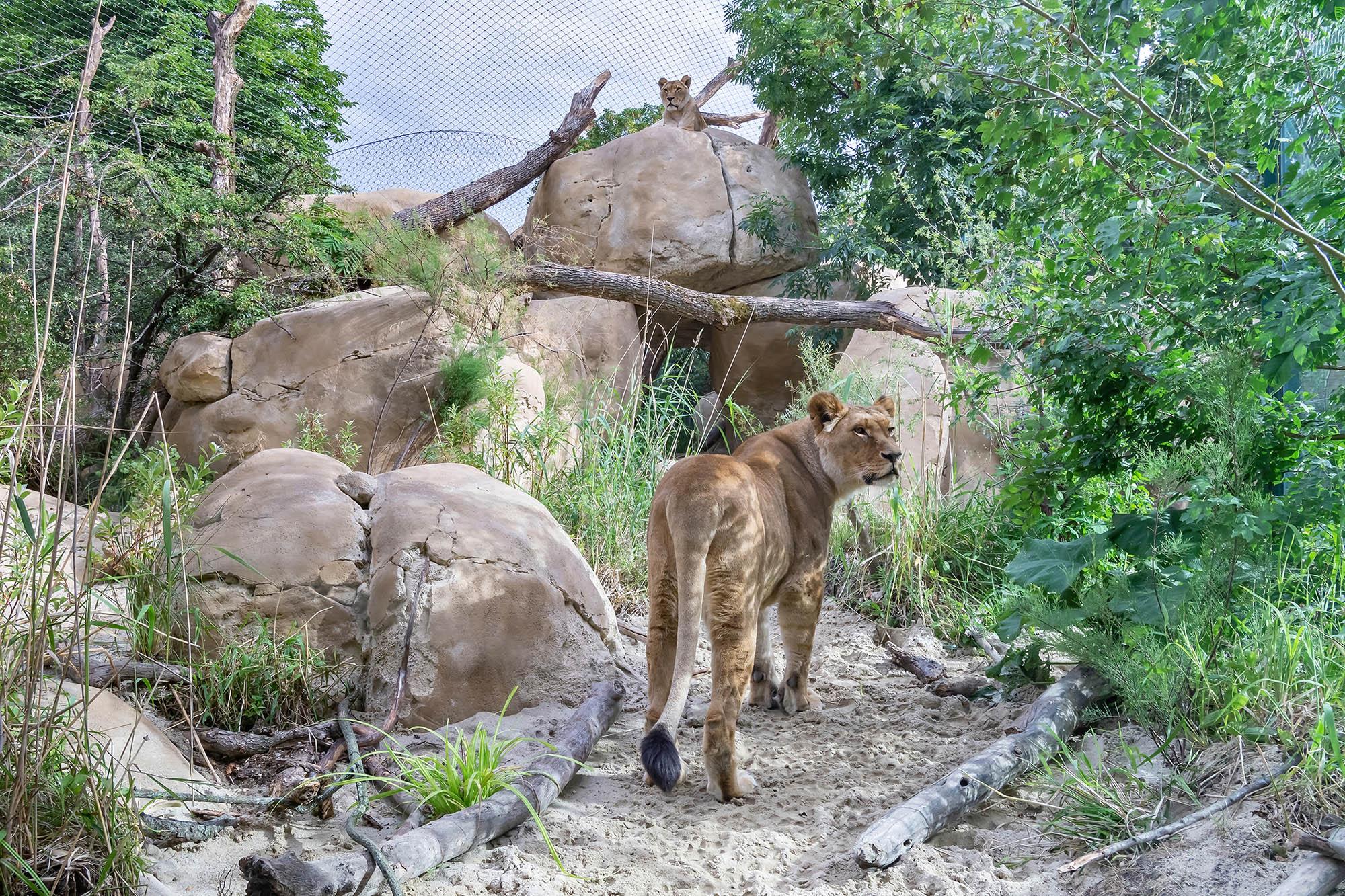 Read more about the article LION KINGS: Big Cats Get A New Rocky Landscape In Worlds Oldest Zoo