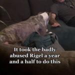 GIVING BARK: Adorable Greyhound Thanks Owner For Devotion