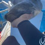 I’M FLIPPING EXHAUSTED: Yawning Sea Lion Hops Onto Divers’ Boat For Nap