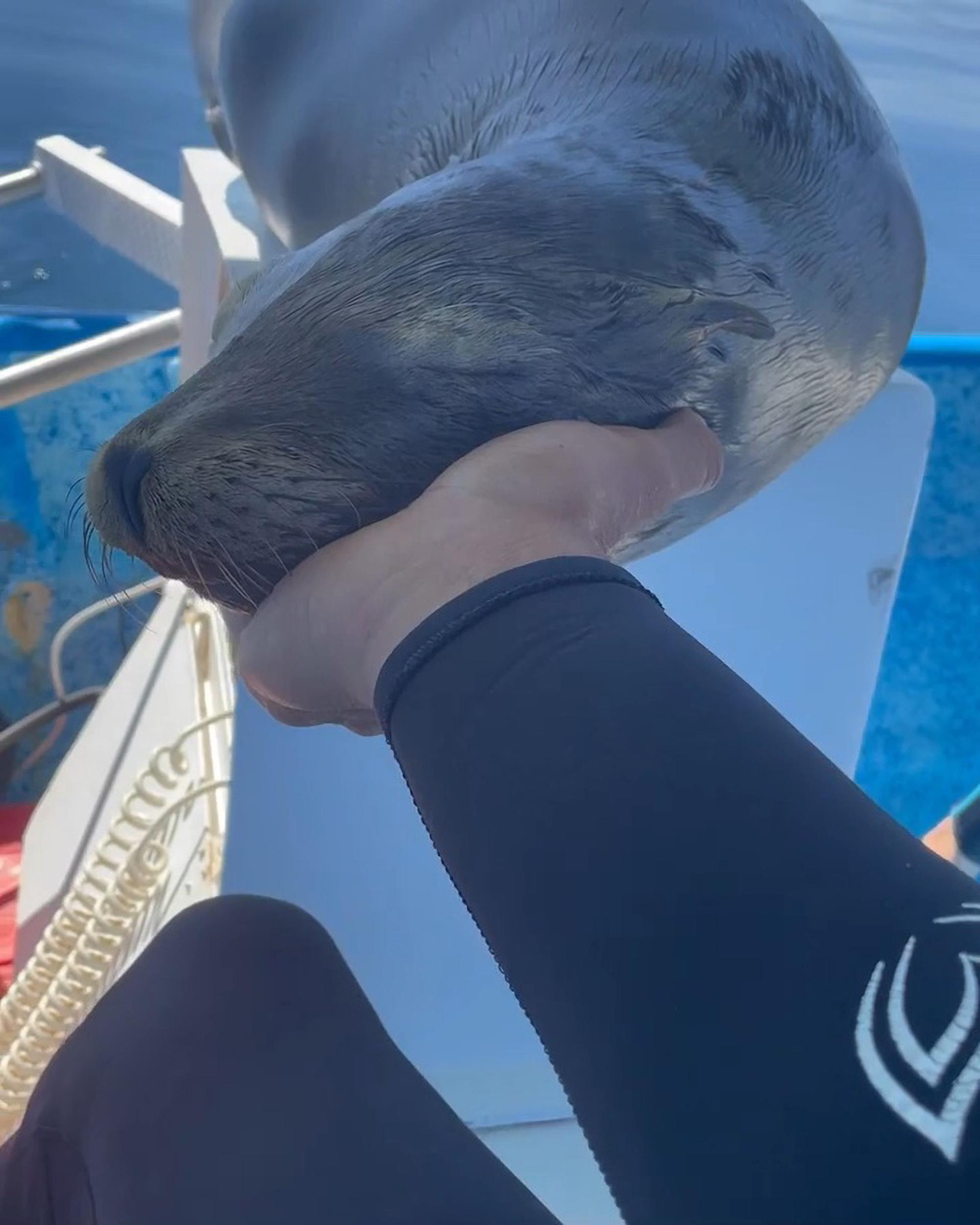 Read more about the article I’M FLIPPING EXHAUSTED: Yawning Sea Lion Hops Onto Divers’ Boat For Nap