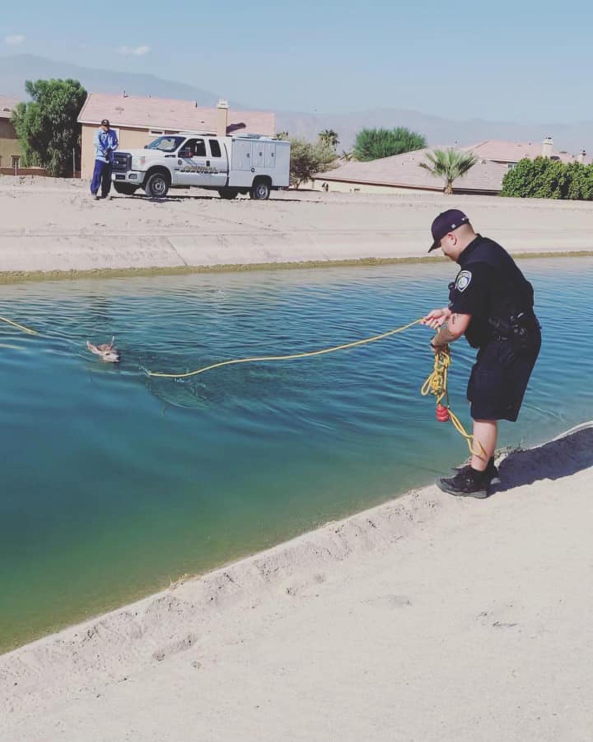 Read more about the article SWIM FOR DEER LIFE: Cop Pulls Two Deer From Canal