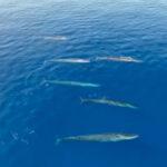SOME-FIN SPECIAL: Watchers Spot 166 Fin Whales Off Catalan Coast