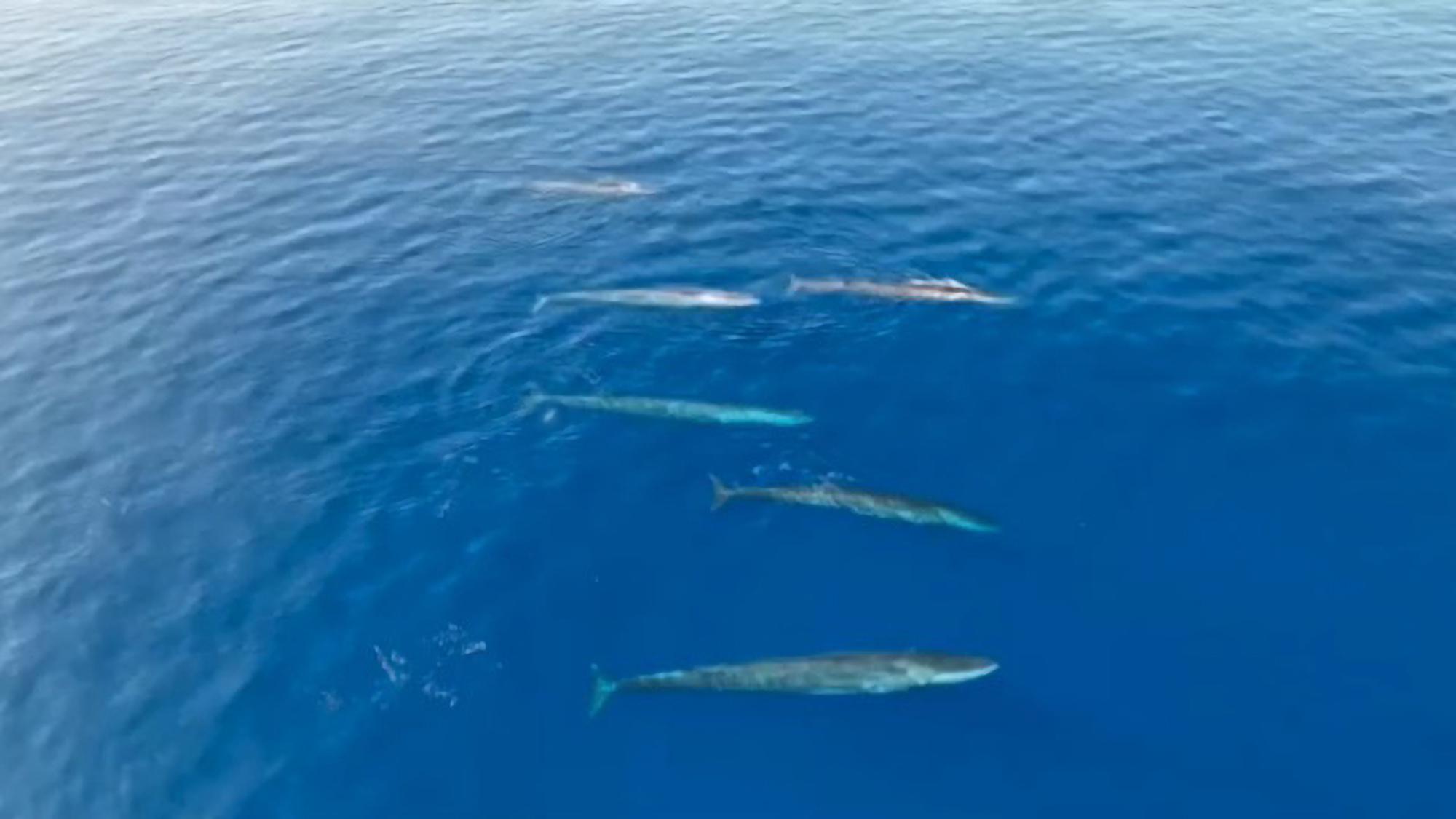 Read more about the article SOME-FIN SPECIAL: Watchers Spot 166 Fin Whales Off Catalan Coast