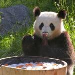 A BEAR-Y FESTIVE MOOD: Twin Pandas Celebrate Third Birthday At Zoo Berlin