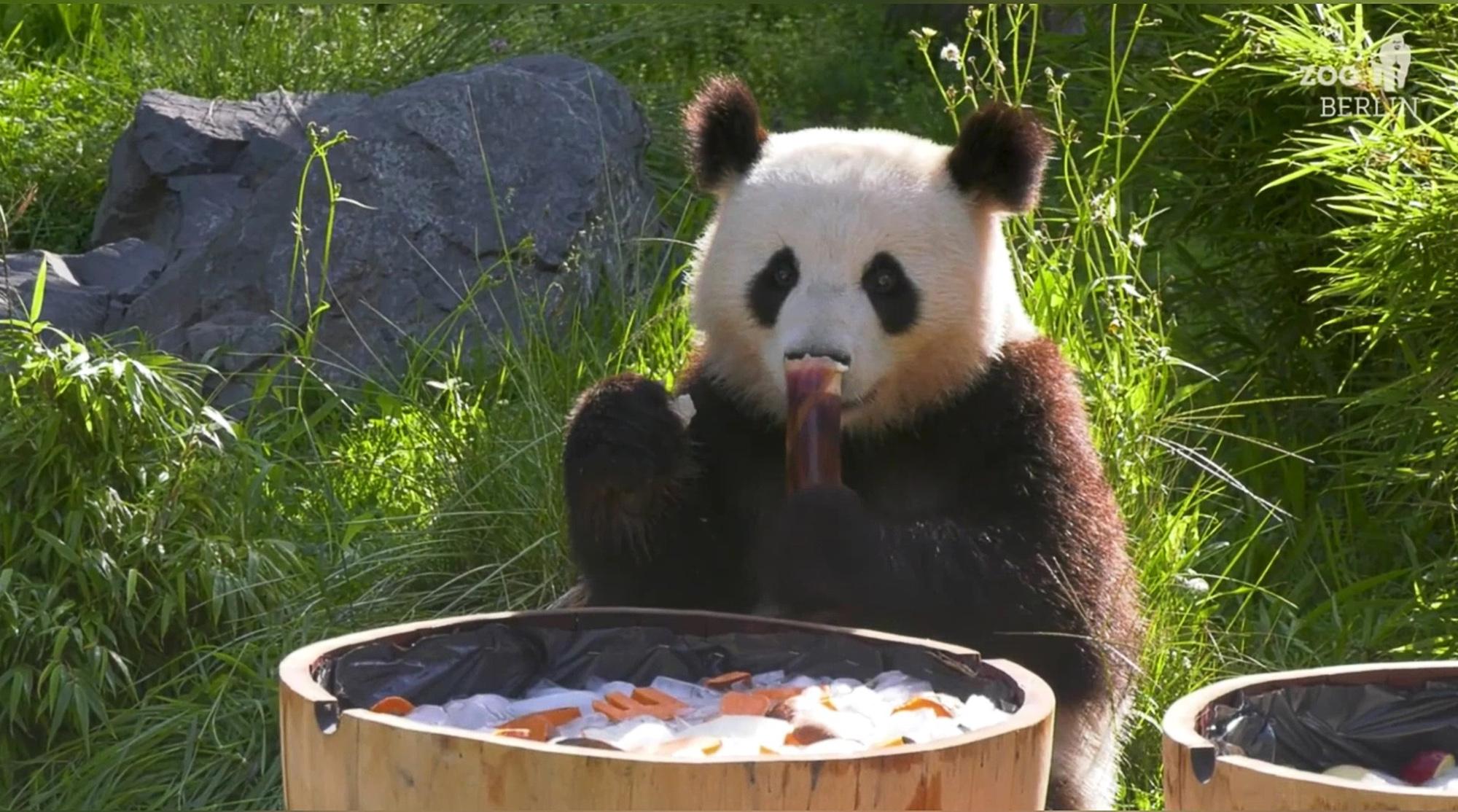 Read more about the article A BEAR-Y FESTIVE MOOD: Twin Pandas Celebrate Third Birthday At Zoo Berlin