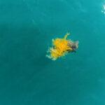 JUST A DRONE CALL AWAY: Rescue Workers Save Trapped Sea Turtle Using…