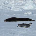 THE EMPEROR’S NEW MOVE: Emperor Penguins Live Up To 373 Miles Further…