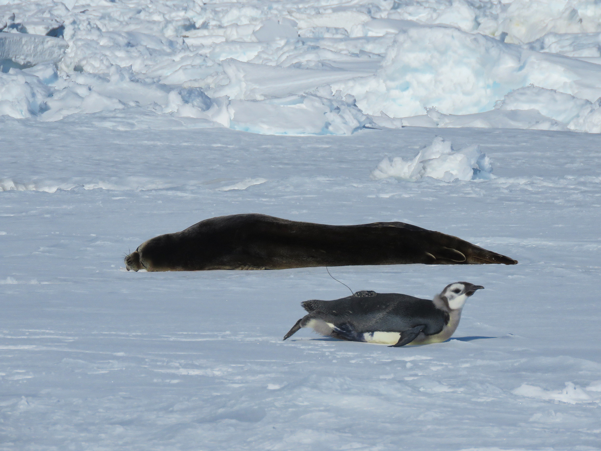 Read more about the article THE EMPEROR’S NEW MOVE: Emperor Penguins Live Up To 373 Miles Further North Than Previously Believed Say Boffins