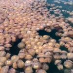 A BAY FULL OF JELLY: Thousands Of Jellyfish Invade Italian Port