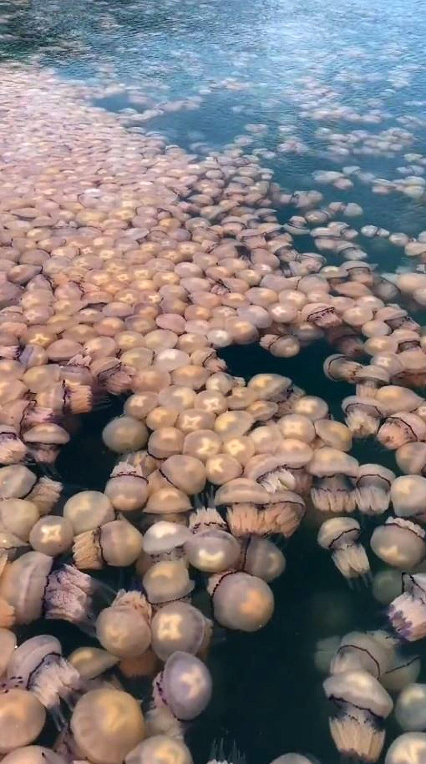 Read more about the article A BAY FULL OF JELLY: Thousands Of Jellyfish Invade Italian Port