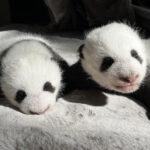 SPANISH PANDAMONIUM: Giant Panda Bear Twins Celebrate Their First Birthday At A…