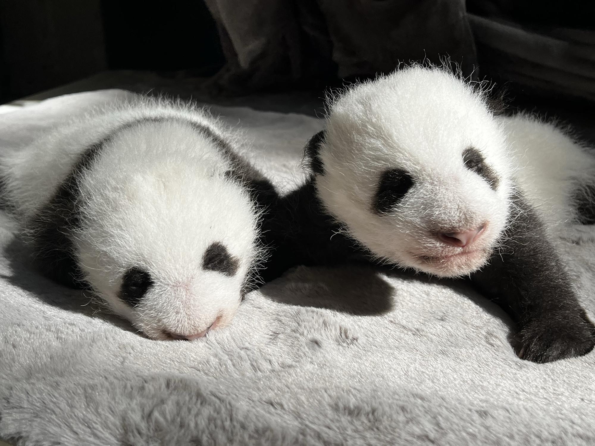 Read more about the article SPANISH PANDAMONIUM: Giant Panda Bear Twins Celebrate Their First Birthday At A Zoo In Madrid