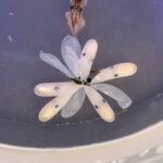 OCTOPUS GARDEN: Baby Octopuses Hatch From Flower In Adorable Video