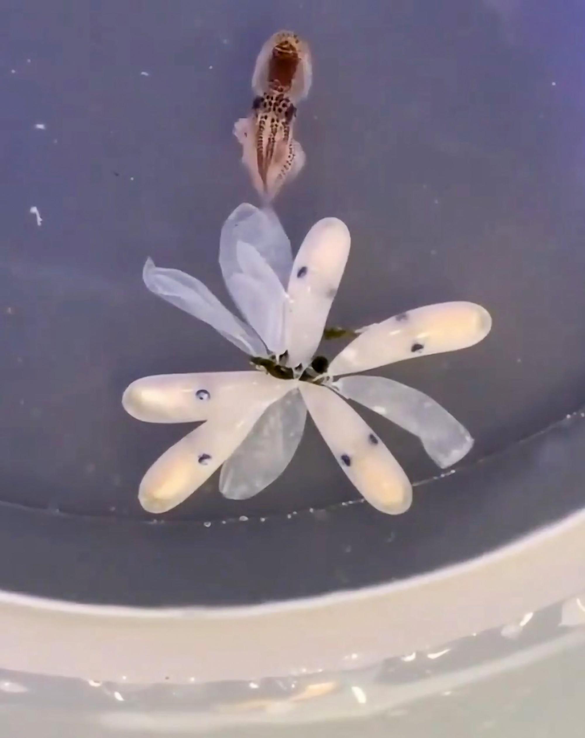 Read more about the article OCTOPUS GARDEN: Baby Octopuses Hatch From Flower In Adorable Video