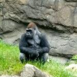 CHEST SAYING: Female Silverback Gorilla Goes Ape