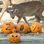 HALLOWEEN REAL-LIFE HORROR STORY: 20 Per Cent Of Animal Species Face Extinction