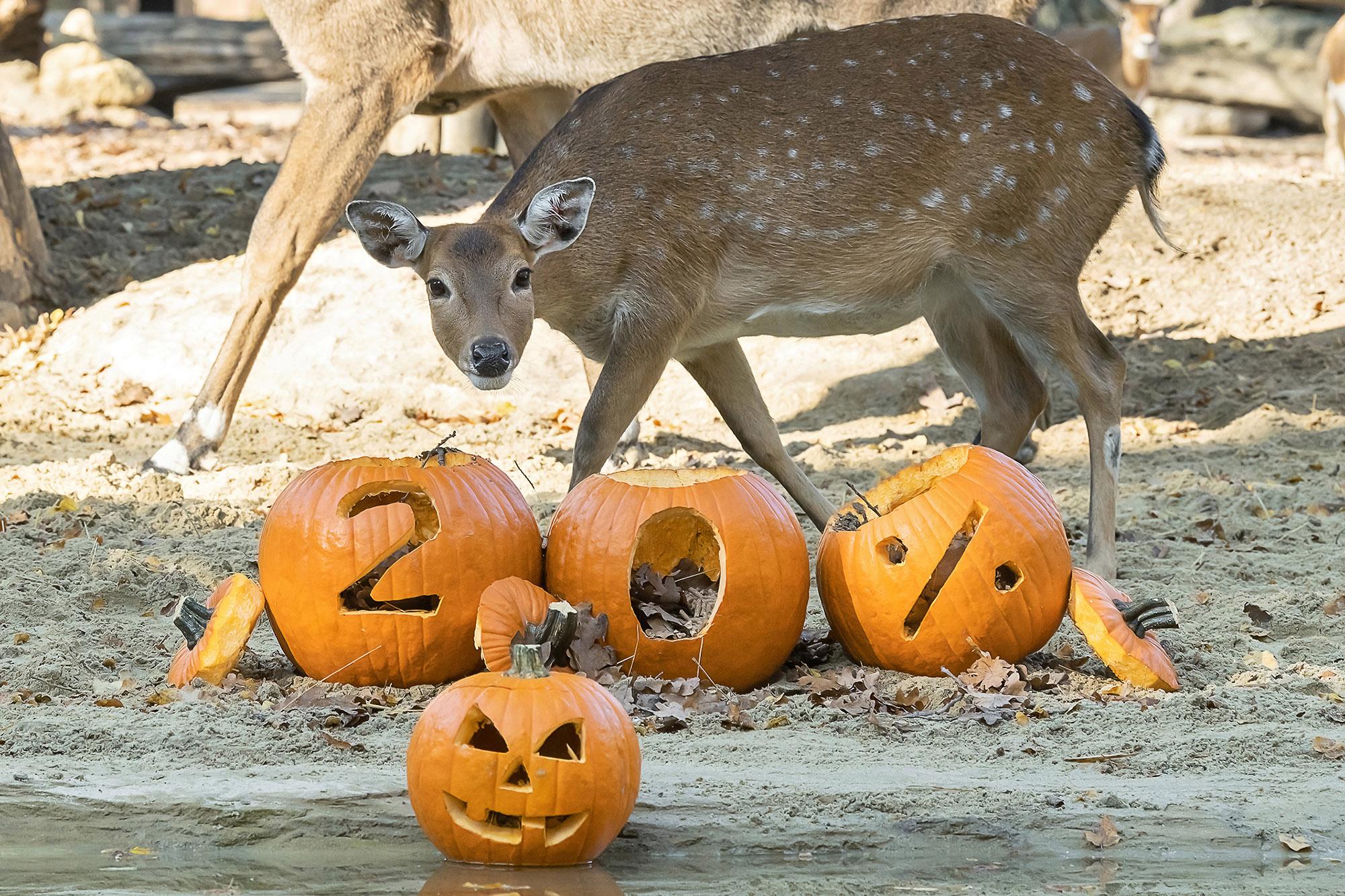 Read more about the article HALLOWEEN REAL-LIFE HORROR STORY: 20 Per Cent Of Animal Species Face Extinction