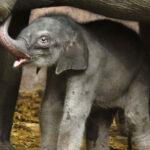 JELLY THE ELEPHANT: Adorable Newborn Baby Tusker Takes First Wobbly Steps