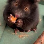 HERE’S LOOKING AT YOU: Big Brown Possum Eyes Just Hypnotic Say Zoo…