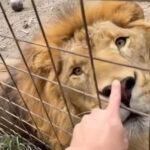 SNOOT BOOP: Zookeeper Shares Video Tapping Wild Animals On Nose