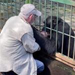APE-SOLUTE TEARJERKER: Heartbreaking Moment Zoo Boss Says Goodbye To Chimp