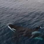 ORC-ABOUT AMAZING: Breathtaking Encounter With Killer Whale Mum And Her Calf