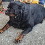 ROUND DOG: Extremely Overweight Rottweiler Weighing Over 220 Lbs Begins Weight Loss…