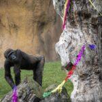 HAPPY BIRTHDAY TO ZOO: Gorilla Shares 10th Birthday Party Treat With Pals