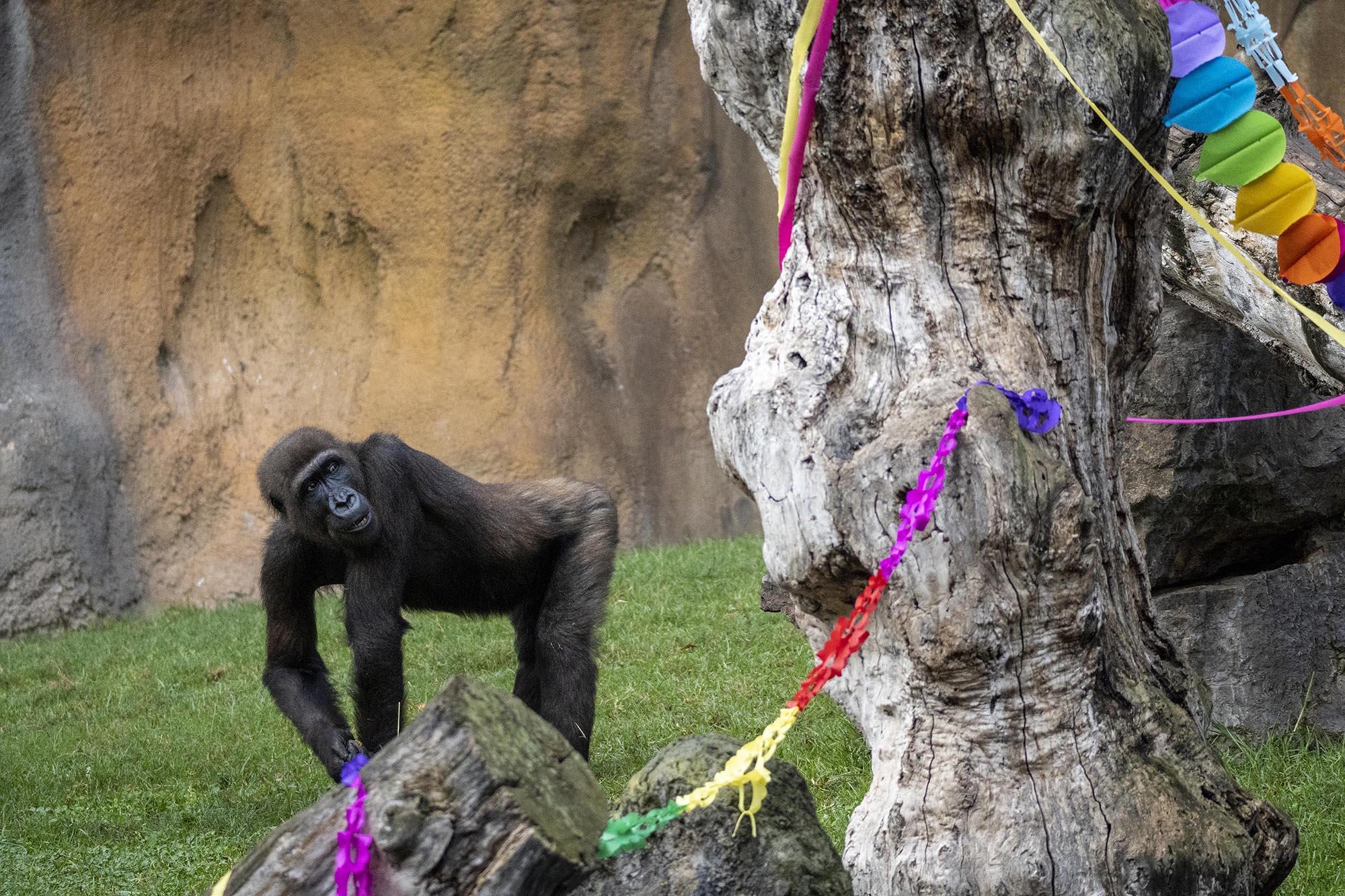 Read more about the article HAPPY BIRTHDAY TO ZOO:  Gorilla Shares 10th Birthday Party Treat With Pals