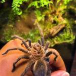 SPIDER MAN: Arachnid Lover Shares Why Tarantulas Can Make Great Pets