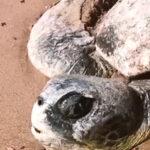 TURTLEY STRANDED: Sea Creature Found Half-Buried In Sand