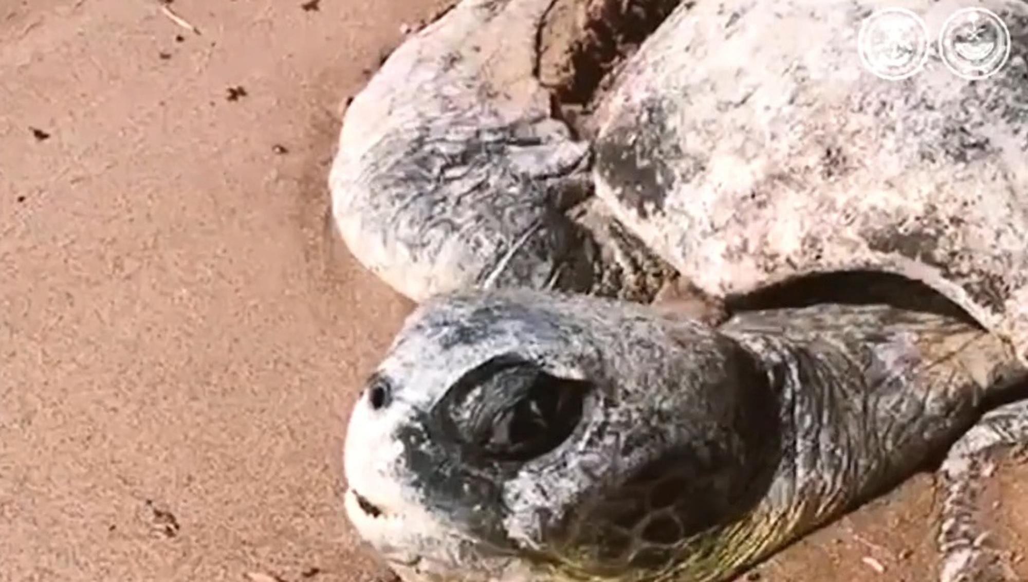 Read more about the article TURTLEY STRANDED: Sea Creature Found Half-Buried In Sand