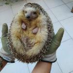 FAT’S TRAGIC: Malta’s Heftiest Hedgehog Dies Of Liver Failure