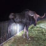 LOOSE MOOSE: Feisty Critter With One Antler Rescued By Firefighters In Connecticut