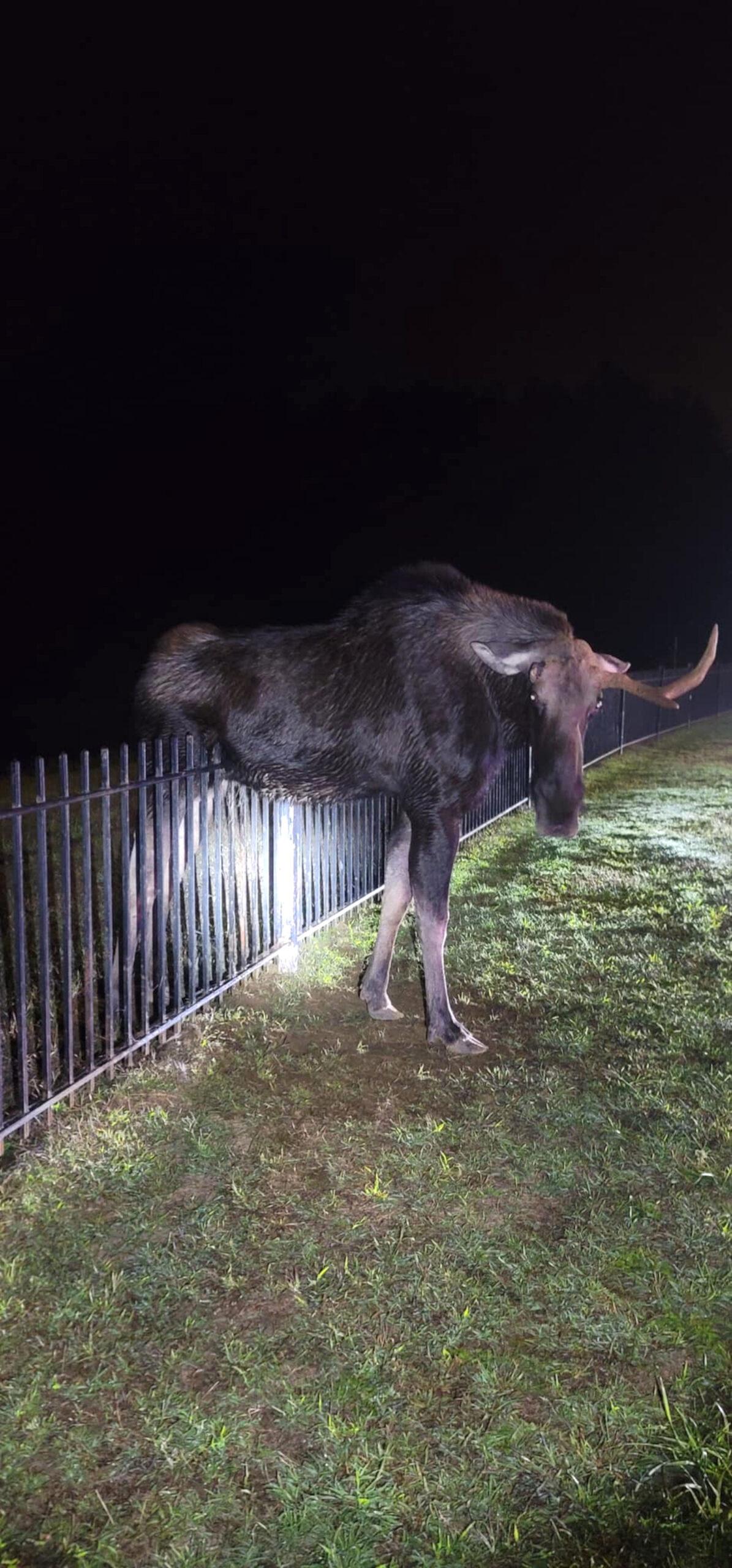 Read more about the article LOOSE MOOSE: Feisty Critter With One Antler Rescued By Firefighters In Connecticut