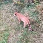 LION LOW: First Case Of Mountain Lion Seen In Iowa Since 2019