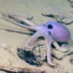 HALLOWEEN HORRORS: Boffins Find Scary Wart-Covered Octopus And Zombie Sponge In Deep…