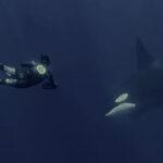 DEEP DIVE: Amazing Footage As Marine Enthusiast Meets Huge Killer Whale In…