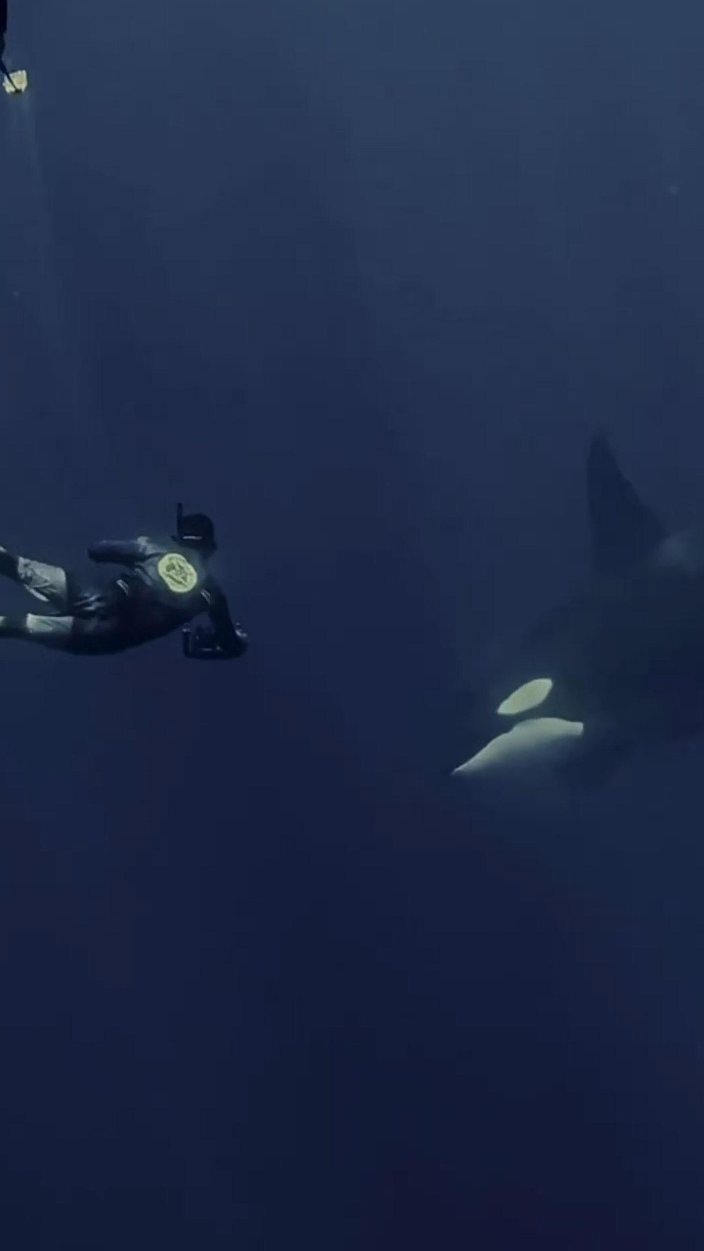 Read more about the article DEEP DIVE: Amazing Footage As Marine Enthusiast Meets Huge Killer Whale In Mexico