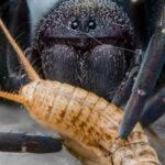 HALLOWEEN CREEPS: Velvet Spider Pet Feeds On Tiny Bug
