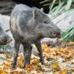 FALL GUYS: Animals At World’s Oldest Zoo Nibble On Tasty Autumn Leaves
