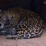 JAGUAR JOY: Newborn Jaguars Snuggle Up To Mum In Adorable New Clips