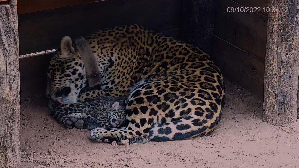 Read more about the article JAGUAR JOY: Newborn Jaguars Snuggle Up To Mum In Adorable New Clips