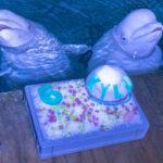 HAPPY BIRTHDAY: Cute Beluga Whale Celebrates Sixth Birthday With Cool ‘Cake’