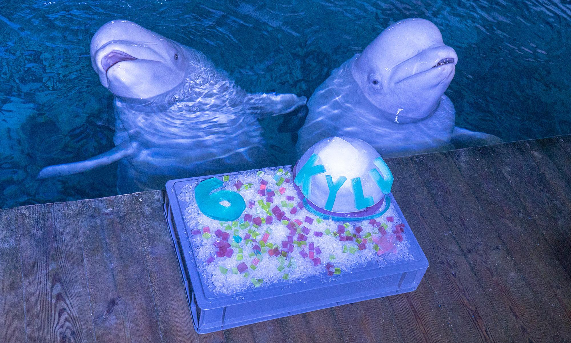 Read more about the article HAPPY BIRTHDAY: Cute Beluga Whale Celebrates Sixth Birthday With Cool ‘Cake’