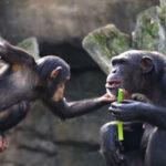 CHIMP’S SUDDEN DEATH: Spanish Zoo Bids Sad Farewell To Four-Year-Old Chimpanzee