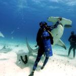 FISH FINGERS: Moment Woman Diver Hand Feeds Hammerhead Shark
