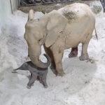 MAMMOTH PREGNANCY: Cute Nelliephant Born In Spanish Zoo After 653-Day Gestation