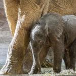 BELLY THE ELEPHANT: Newborn Endangered Tusker Shelters Under Loving Mum’s Tummy